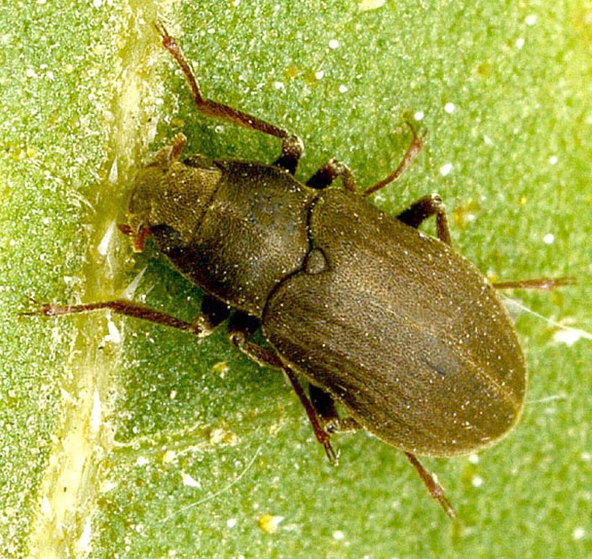 Dryopidae : Pomatinus substriatus  (e Hydrophilidae)